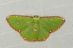 Chlorochromodes dialitha