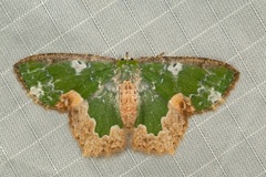 Eucyclodes albisparsa