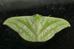 Mixochlora vittata