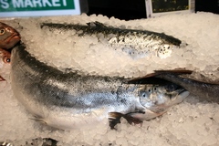 Shallow Water Hake photo 2