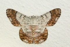 Pingasa rubimontana