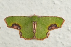 Spaniocentra apatelloides