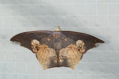 Timandromorpha energes