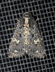 Condica dolorosa