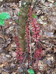 Pterospora andromedea image