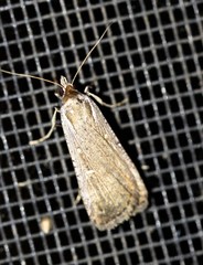 Tathorhynchus fallax