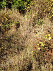 Aegolius acadicus brooksi