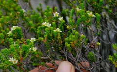 Diosma guthriei