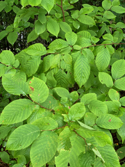 Ostrya virginiana image