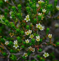 Diosma guthriei
