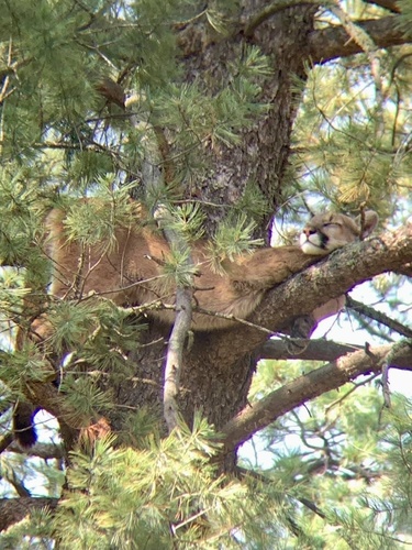 Mountain Lion photographed in New Mexico