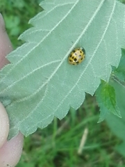 Harmonia axyridis