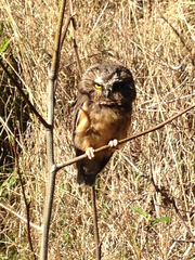 Aegolius acadicus brooksi