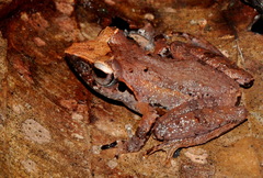 Leaf-Dwelling Shrub Frog photo 2