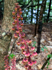 Pterospora andromedea image
