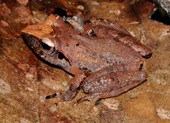 Leaf-Dwelling Shrub Frog photo 3