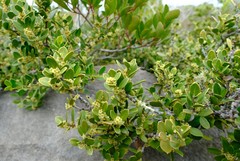 Robsonodendron maritimum