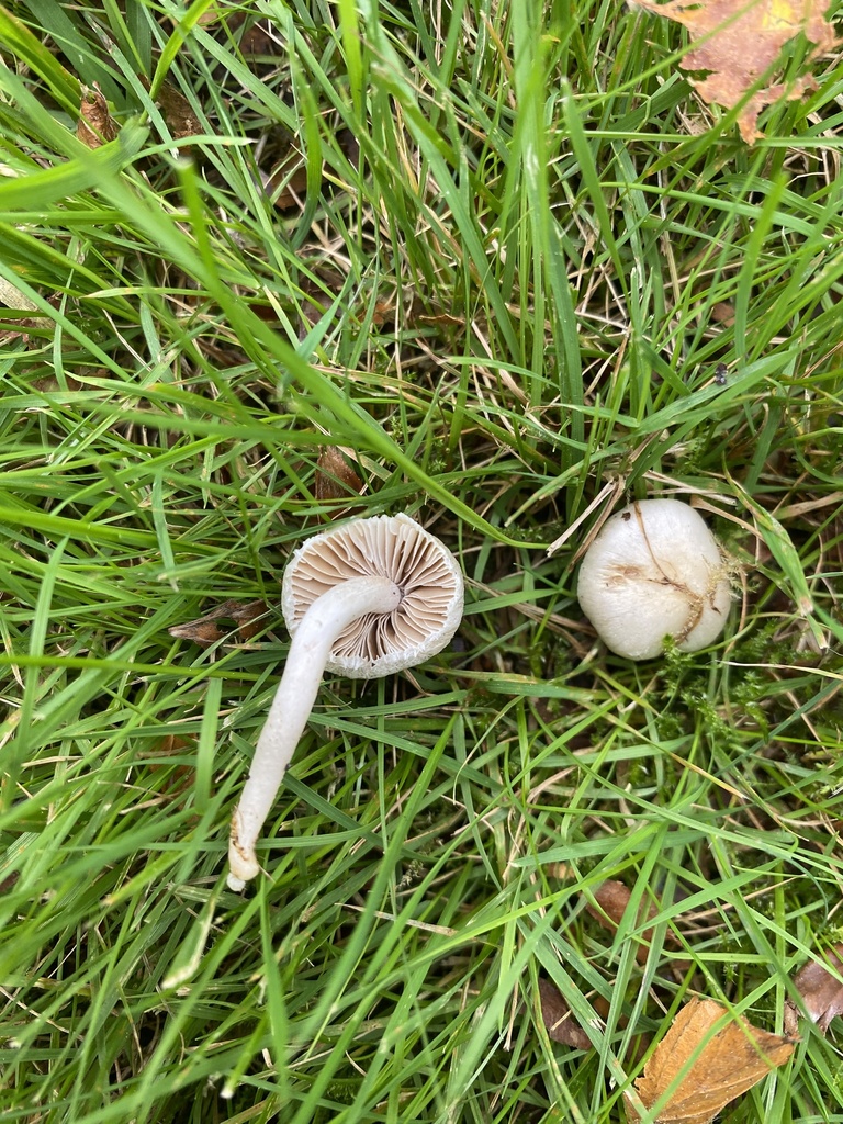 Inocybe bellidiana
