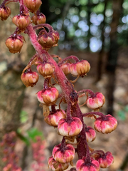 Pterospora andromedea image