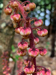 Pterospora andromedea image