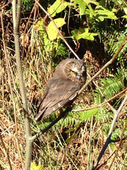 Aegolius acadicus brooksi