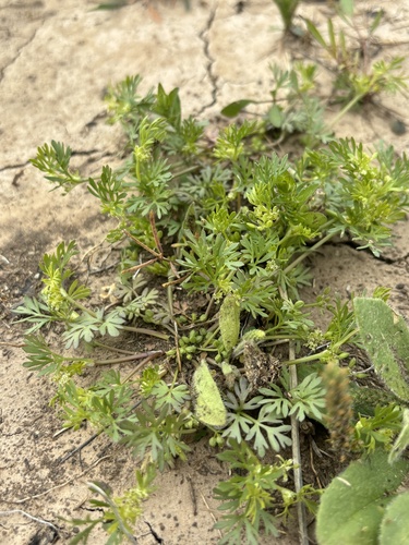 Ammoselinum butleri, photograph 4