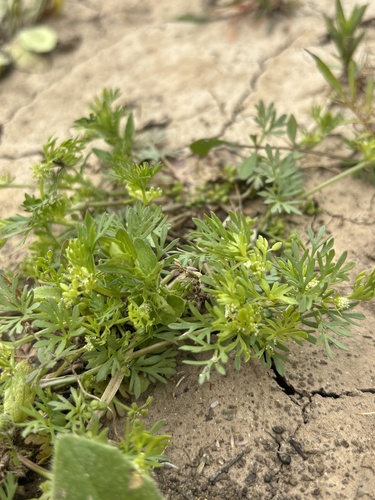 Ammoselinum butleri, photograph 5