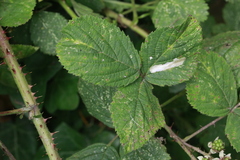 Rubus