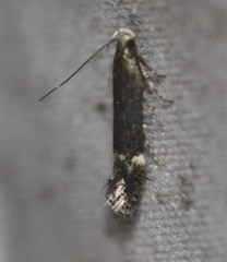 Aproaerema simplexella