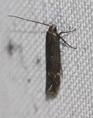 Aproaerema simplexella