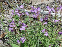 Penstemon campanulatus