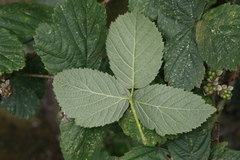 Rubus