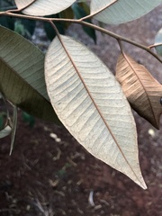 Chrysophyllum