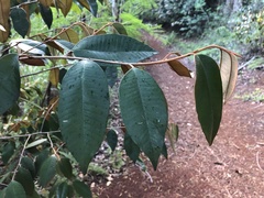 Chrysophyllum