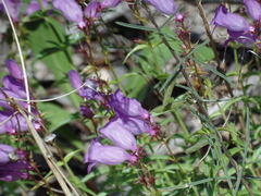 Penstemon campanulatus