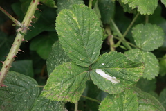 Coptotriche marginea