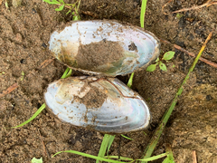 Utterbackiana implicata