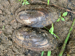 Utterbackiana implicata