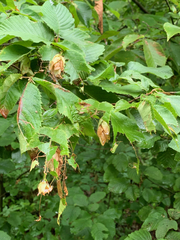 Ostrya virginiana image