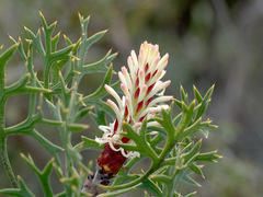 Petrophile macrostachya