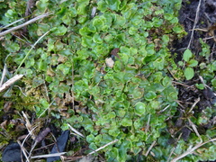 Lunularia cruciata