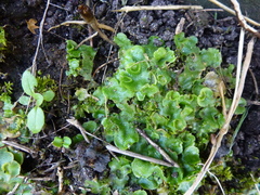 Lunularia cruciata