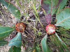 Protea acaulos
