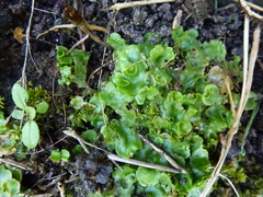 Lunularia cruciata