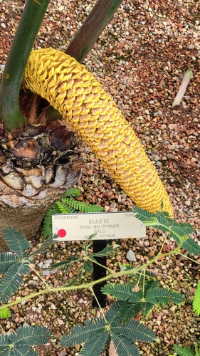 Cycas multipinnata · iNaturalist