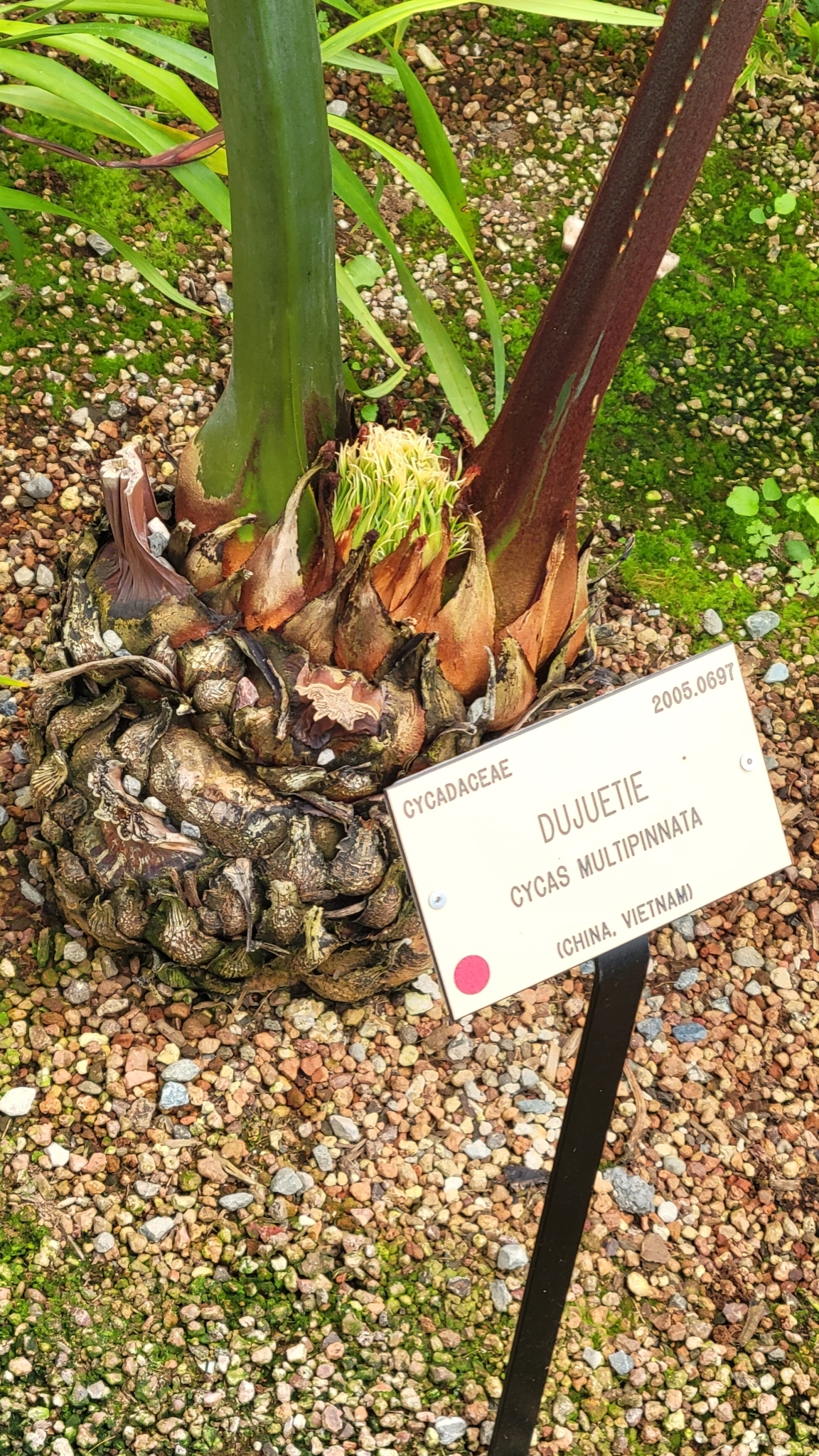 Cycas multipinnata · iNaturalist