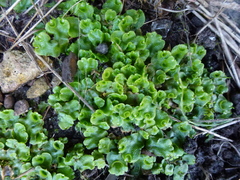 Lunularia cruciata