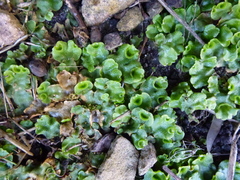 Lunularia cruciata