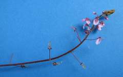 Desmodium axillare