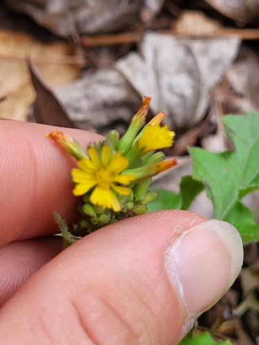 Image of Youngia thunbergiana by (c) Jack Bennett, some rights reserved (CC BY)